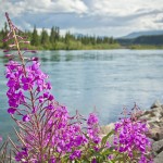 Der Yukon sorgt mit seinem sedimentreichen Wasser für eine artenreiche Fauna und Flora an den Ufern