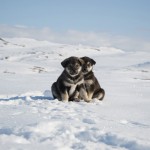 Nichts selten kommen die »Puppies« beim Arctic Camp im Frühjahr zu Welt