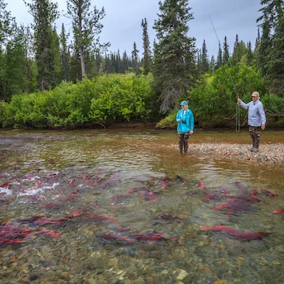 TTM4_Fly-Fishing for Red Salmon winterlake lodge