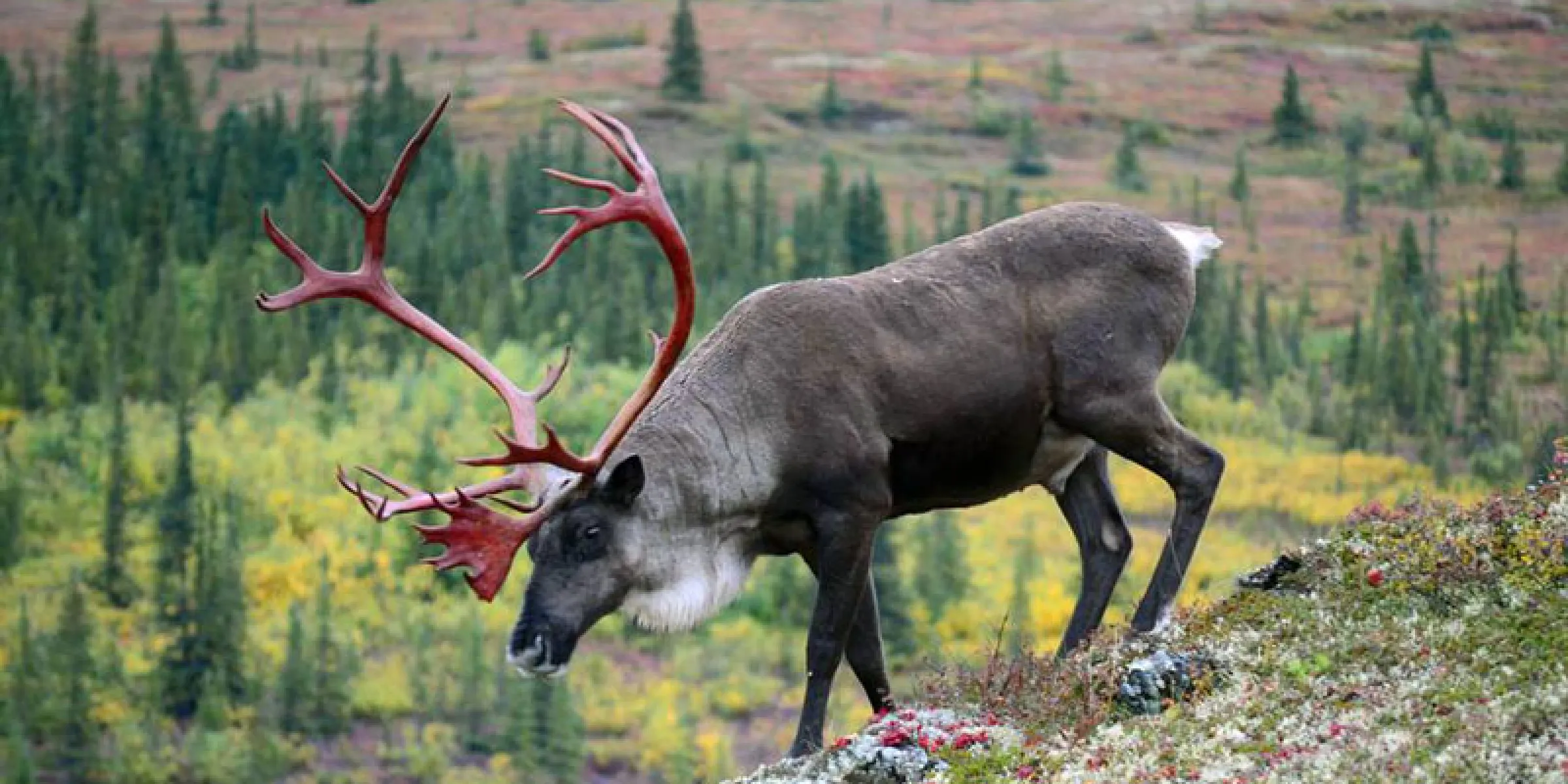 Mit klirrender Kälte, unendlicher Weite und einer erbarmungslosen Natur ist Alaska ein Ort der Extreme.