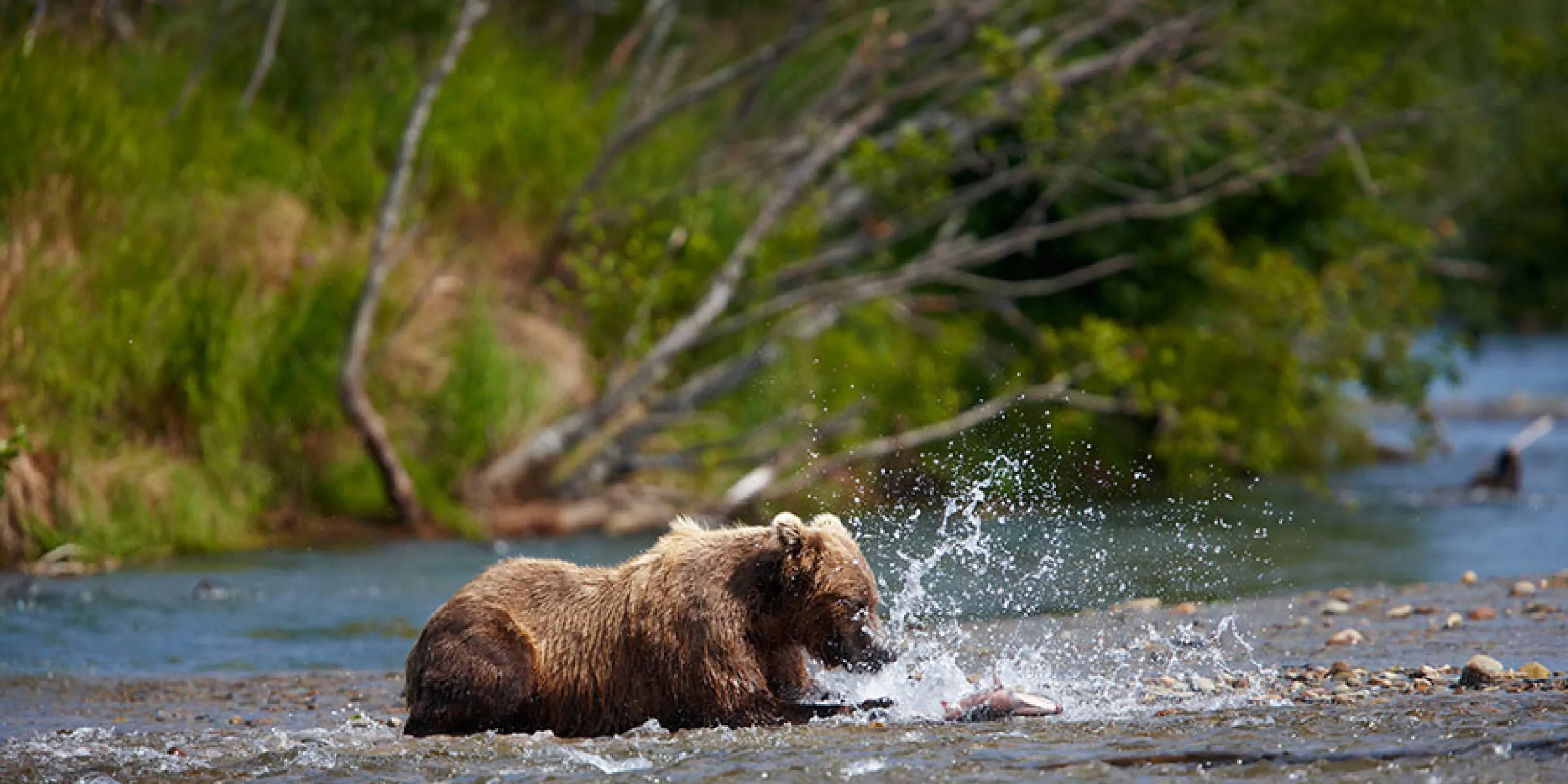 Bär beim Lache fangen im Katmai Nationalpark, Alaska