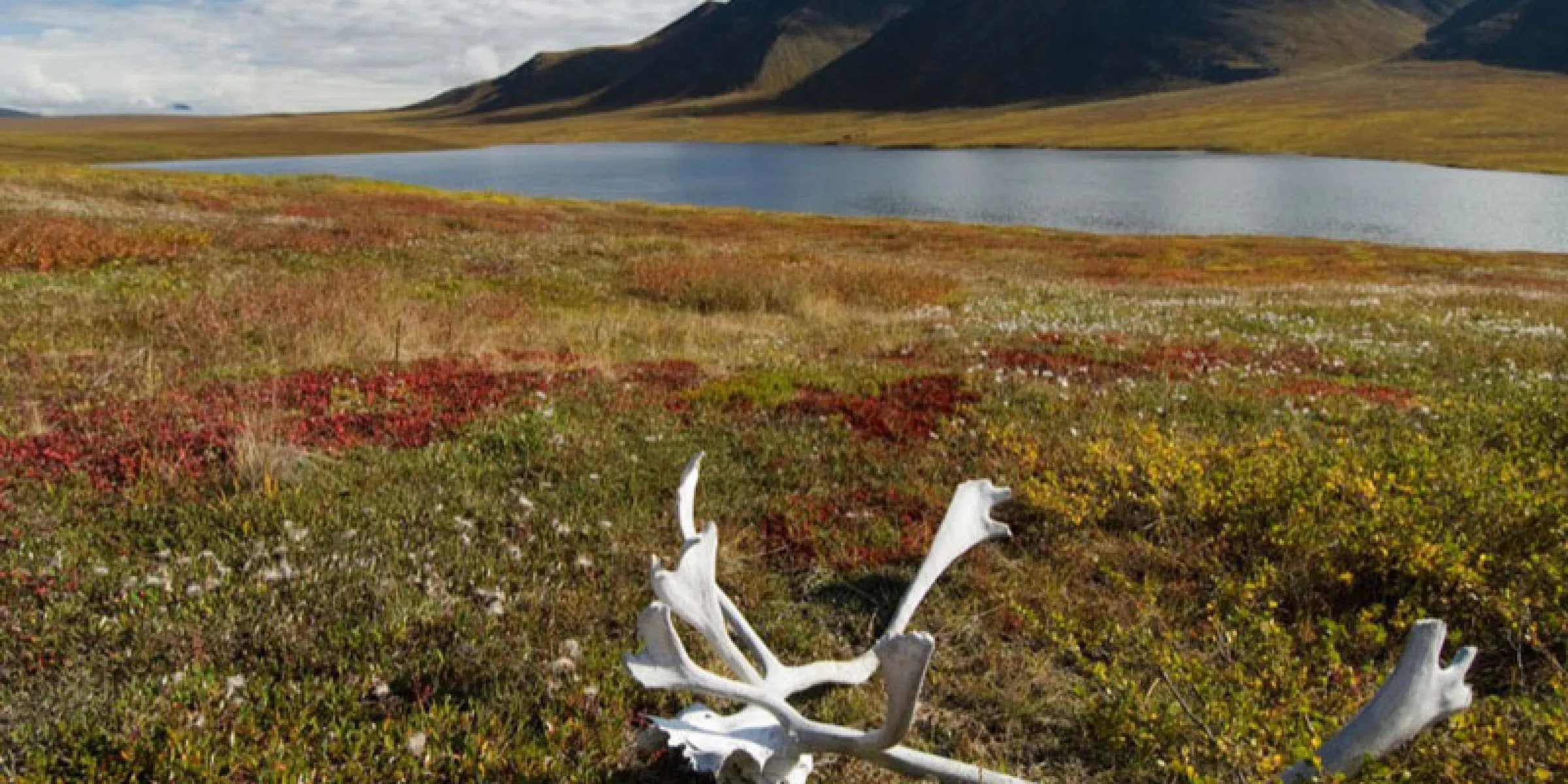Karibu Geweih in der Brooks Range Alaskas