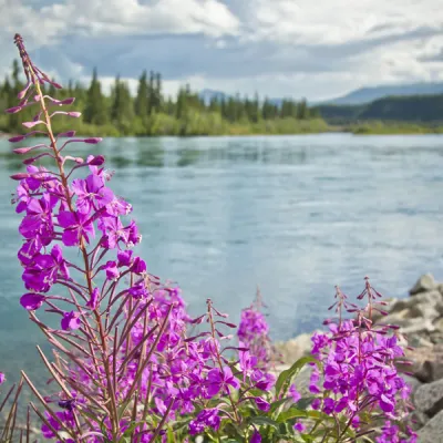 Die Ufer des Yukons bieten eine artenreiche Fauna und Flora