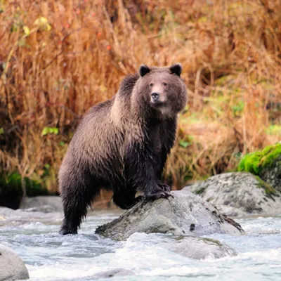 Bär in Alaska