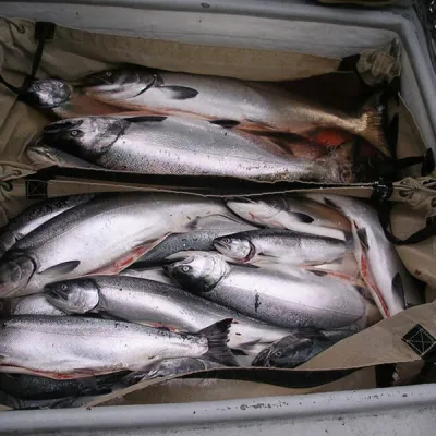 Mit vollen Laderäumen gehts es zurück in den Heimathafen an der Pazifikküste Alaska