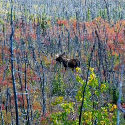 Elch in der Wildnis Alaska