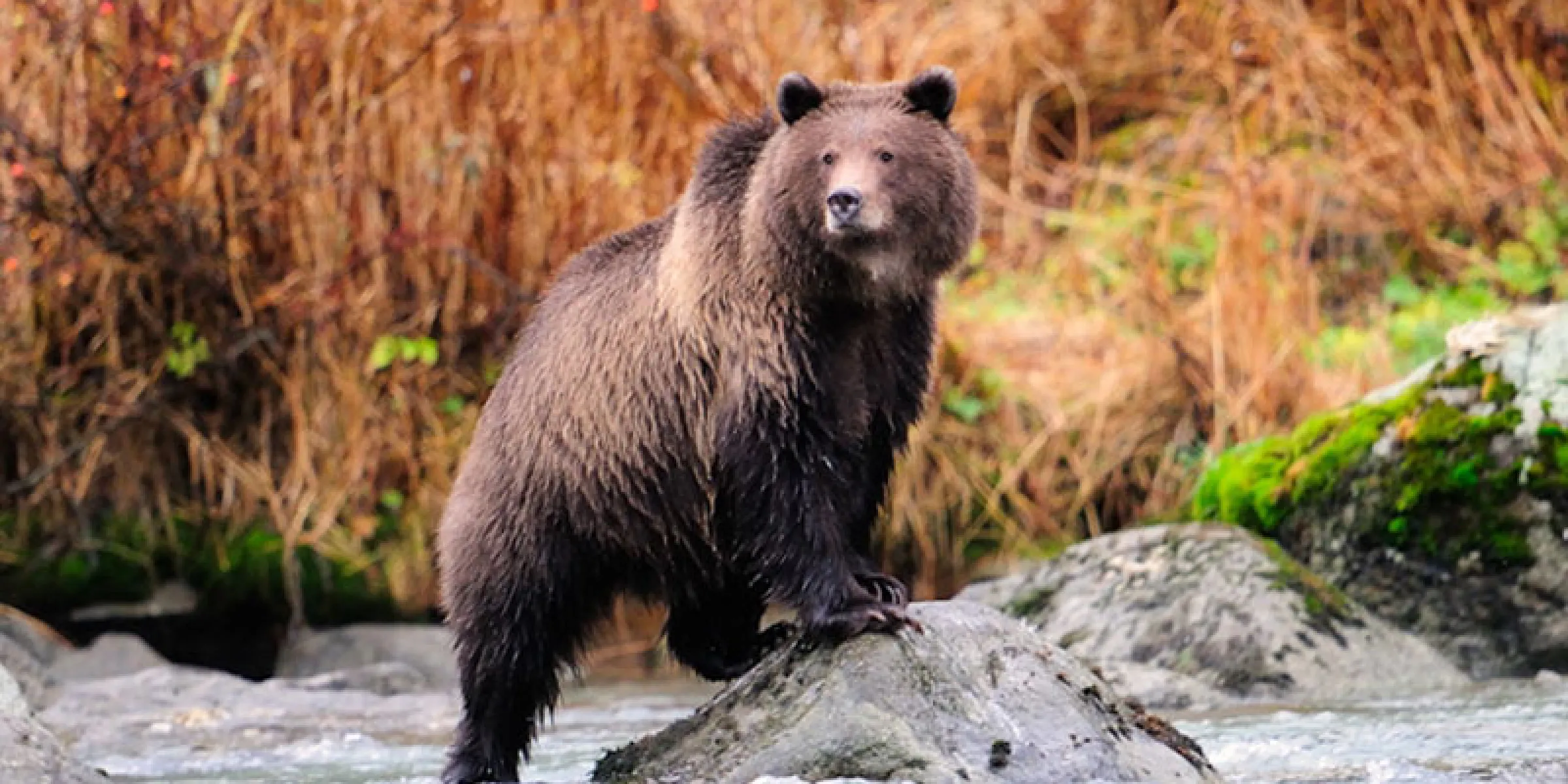 Bär in Alaska