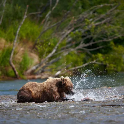 Bär beim Lache fangen im Katmai Nationalpark, Alaska