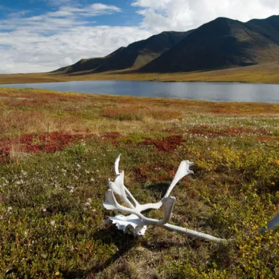 Karibu Geweih in der Brooks Range Alaskas